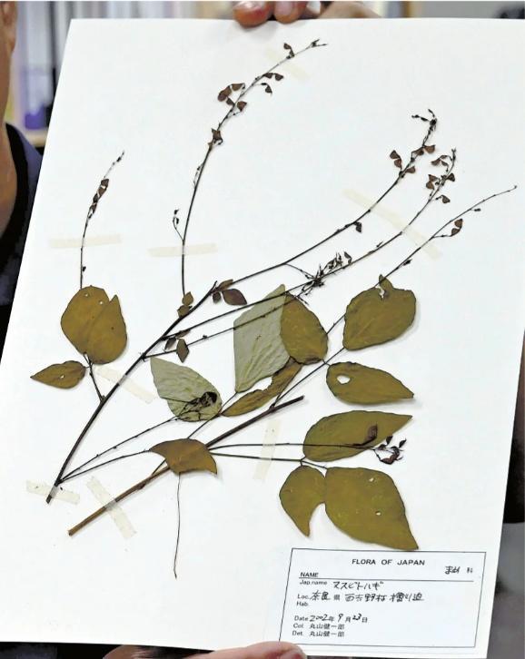 日本一高校误将1万多件珍稀植物标本当废品丢弃 校长公开致歉