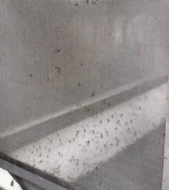 央广网记者探访“蚊子工厂”以蚊治蚊”战基孔肯雅热