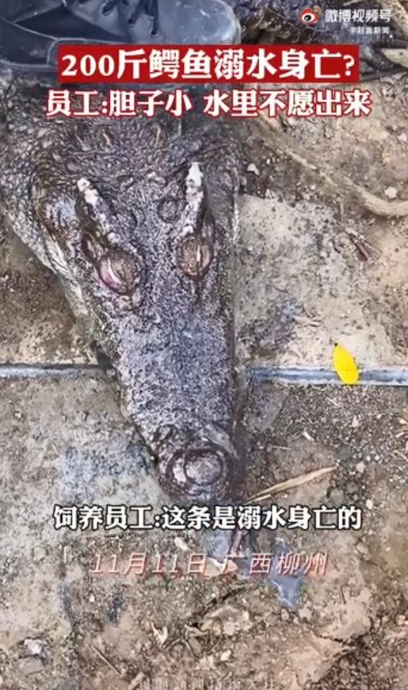 200斤鳄鱼被吓后待水里溺死