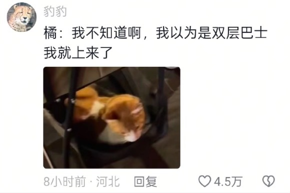 猫 我以为是双层巴士就上来了