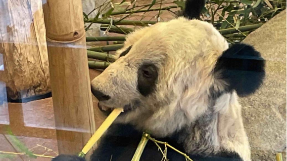 大熊猫丫丫现状受关注 网友纷纷呼吁尽早接回    