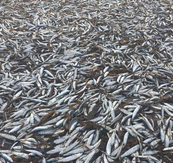 媒体评韩国渔业损失巨大 日本核污水下的上万吨死鱼