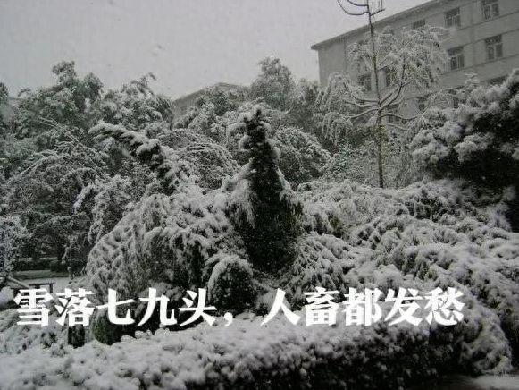 老話說“雪落七九頭,，人畜都發(fā)愁” 啥意思？