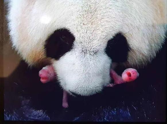 法新社镜头下的马克龙访问川大 熊猫“圆梦”见证中法情谊