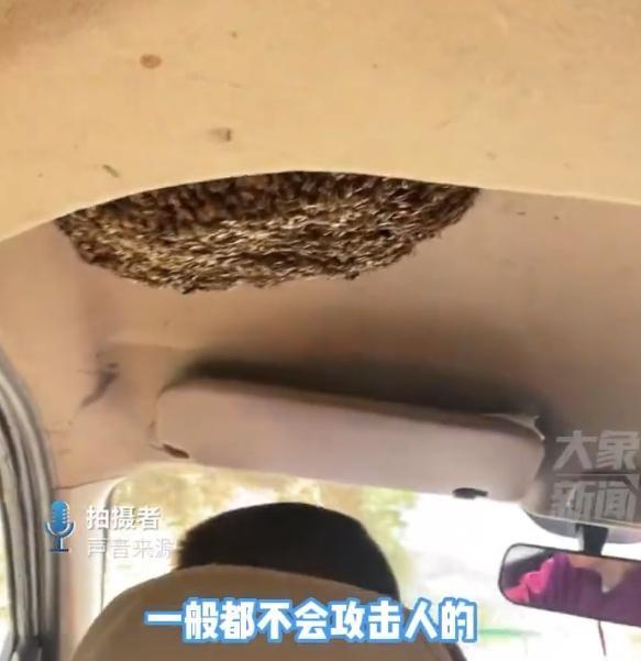 大叔与车内一窝蜜蜂共处 这是都能变身的程度 