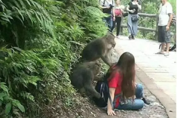 峨眉山清音阁实行“人猴分离”管理