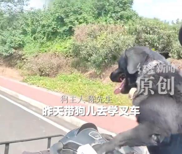 网红狗开车上路 交警：不允许 狗主人称愿担责