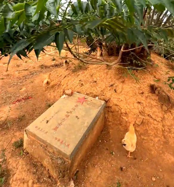 当地回应烈士墓地成养鸡场 正在积极整改