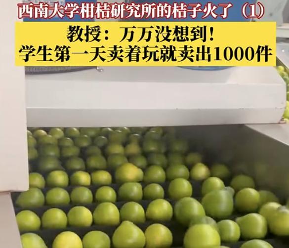 西南大学柑桔研究所的桔子卖断货了 研究生销售团队创佳绩