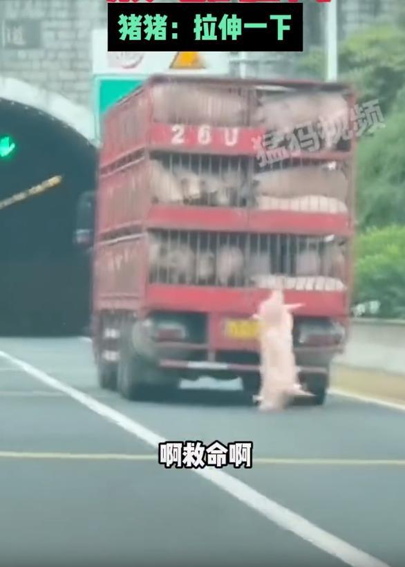 “二师兄”高速上坠车 路中间“劈叉”一动不动