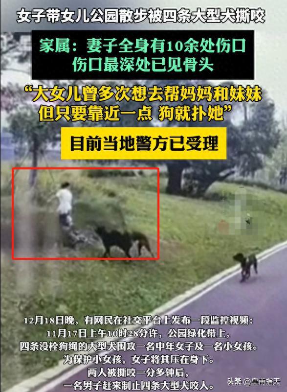 制止4条大型犬咬人男子系饲养员 警方已受理事件