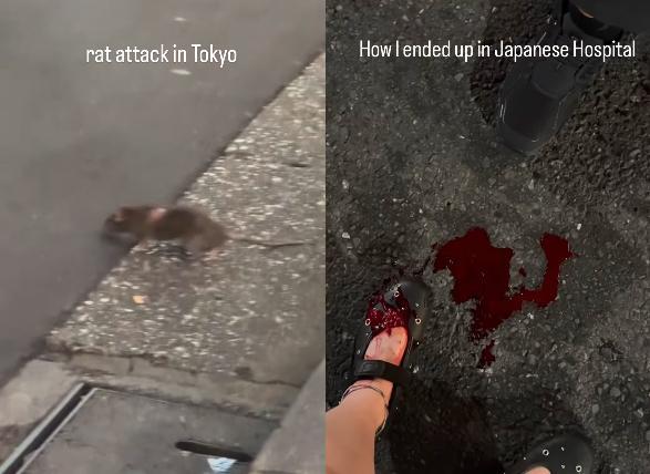 游客称东京街头老鼠“横行”