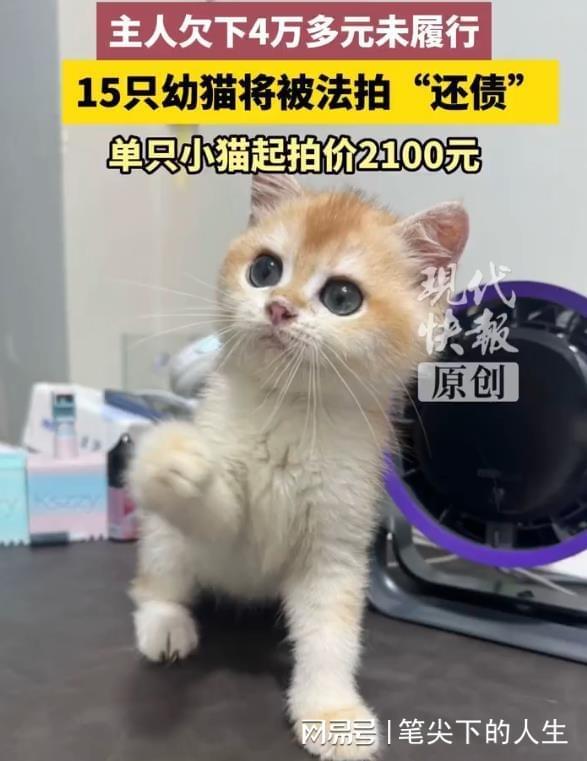 15只幼猫将集中法拍还债