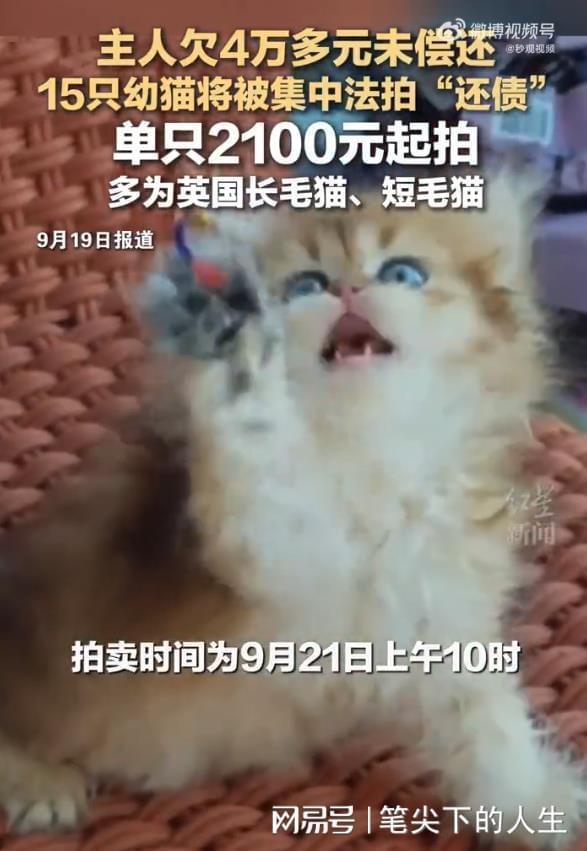 15只幼猫将集中法拍还债 萌宠替主还债引热议