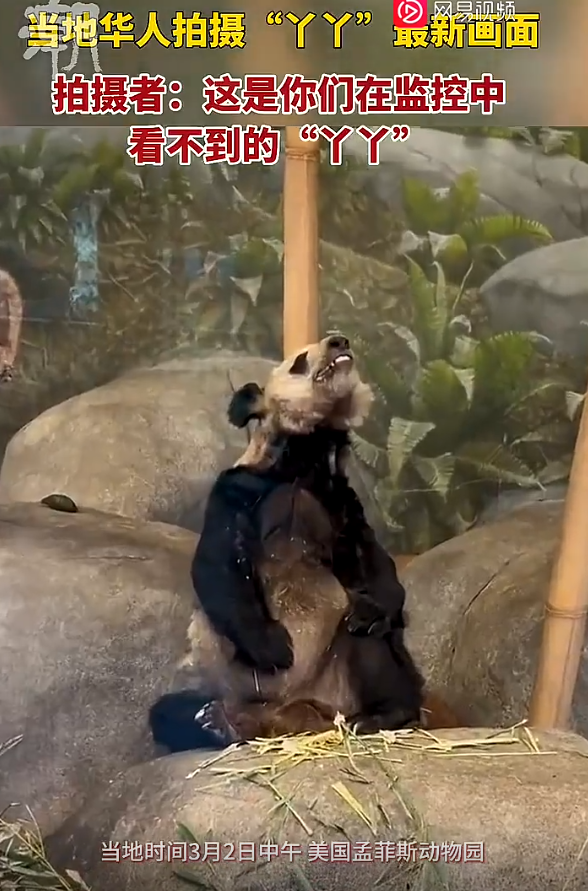 在美华人拍摄“丫丫”画面：这是你们在监控中看不到的“丫丫” 网友呐喊：早日回家
