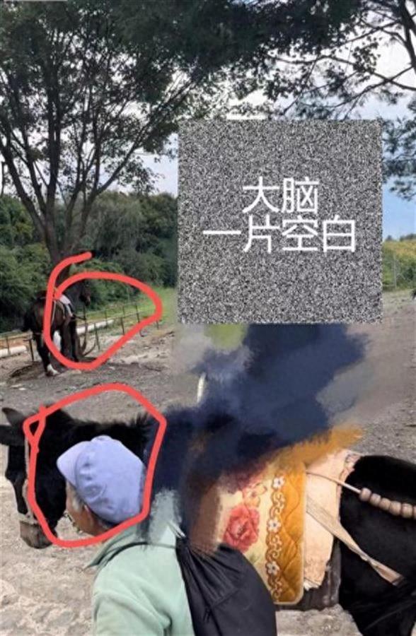 游客丽江骑马游实为骑骡子 景区“指骡为马”回应令人气愤