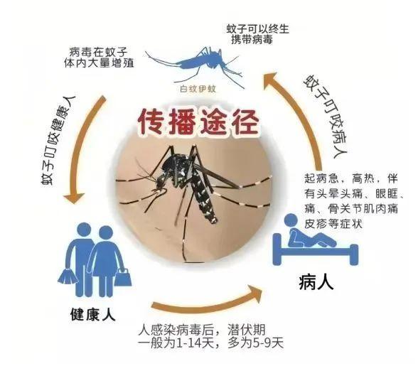 这个季节还有传播登革热的蚊子吗 秋蚊依然活跃