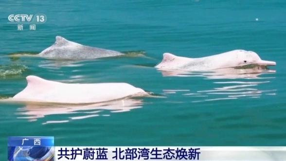 從潿洲島到三娘灣 探訪廣西北部灣生態(tài)守護(hù)之路