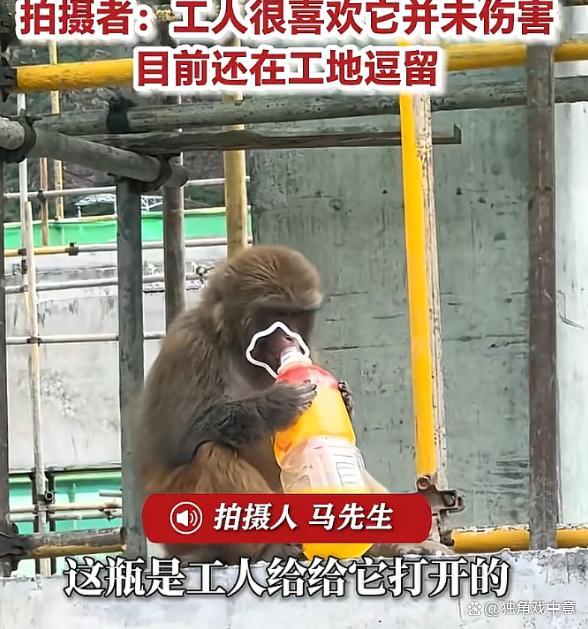 野猴坐工地狂喝饮料 工人一脸无奈 和谐共处引思考