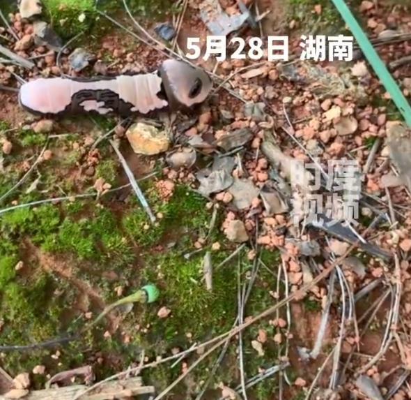 专家科普“一只长得像熊猫的虫”：国家二级保护物种