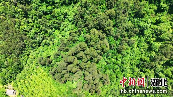 湖北兴山发现大规模马尾松古群落 生态奇迹，自然保护显成效