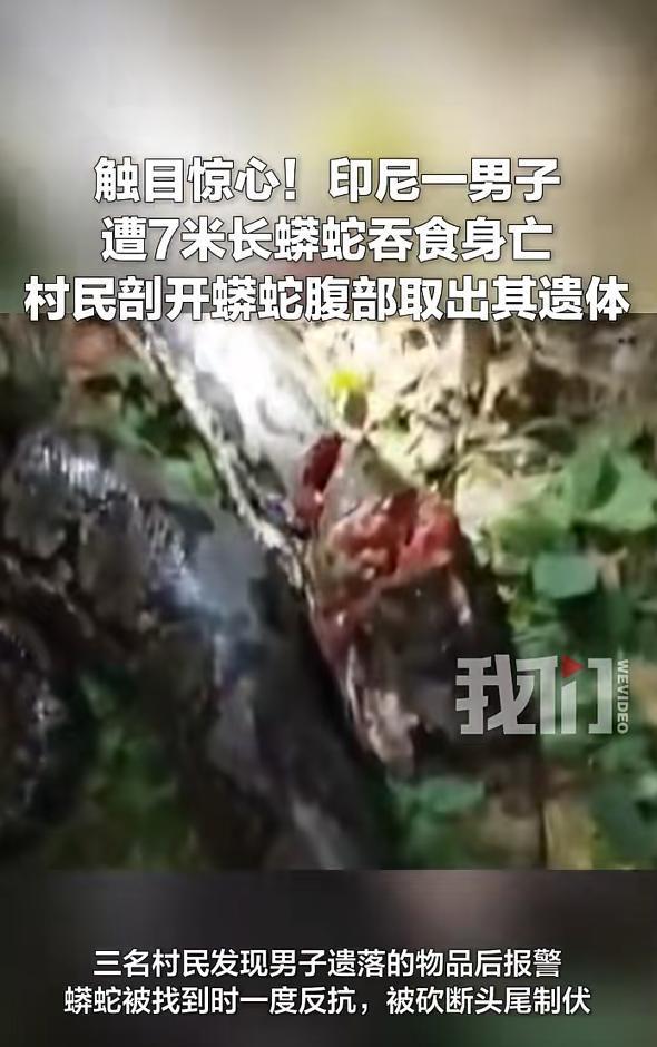 印尼男子遭7米长蟒蛇吞食 村民与警察合力救出遗体