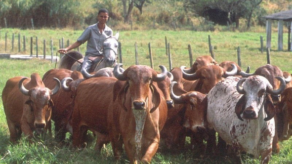 全球最大牛肉出口国确认出现疯牛病 暂停对华出口对牛肉市场影响巨大？