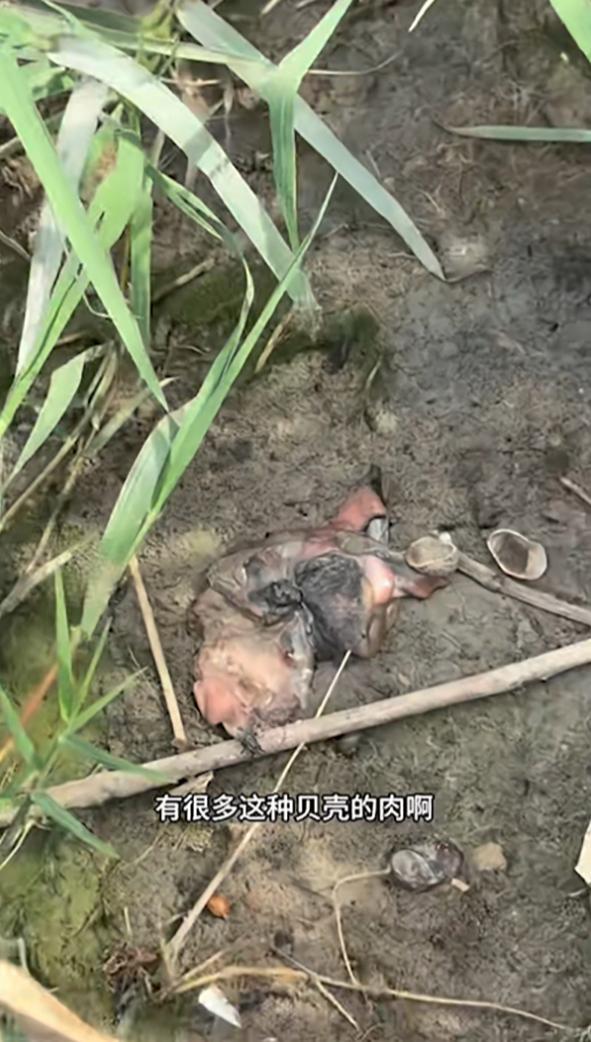 山东万福河被指遭污染近10公里 鱼虾死亡河水黑如墨