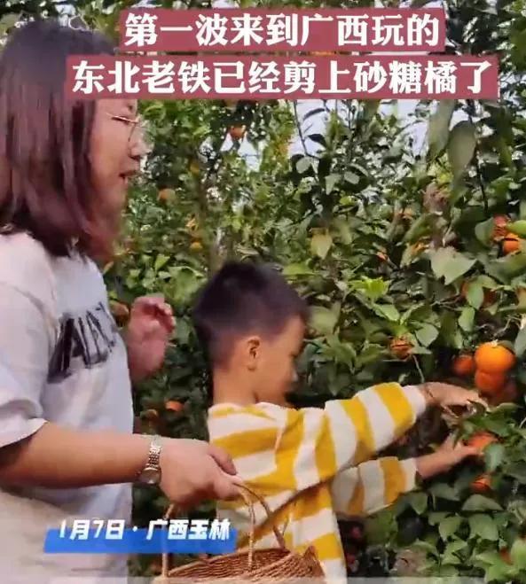 第一批“小东北虎”已到达桂林 在这里他们将开始迎来一段新的旅程