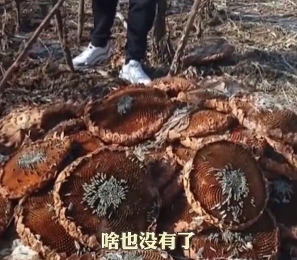 百亩向日葵遭哄抢4人已被拘 警方介入调查