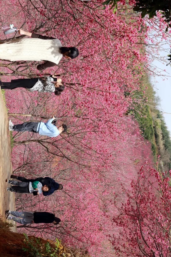 超梦幻！福建漳州的樱花开了