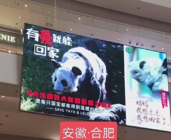 丫丫租借合同临近到期：8日起丫丫起居全部移交中方人员