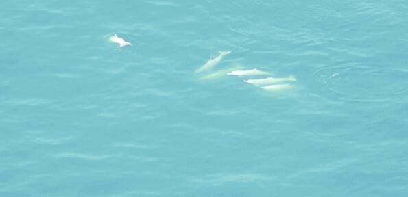 多只中华白海豚集中“出游”厦门鼓浪屿