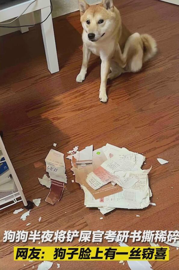 考研的书被狗子撕坏了网友狗子一脸窃喜