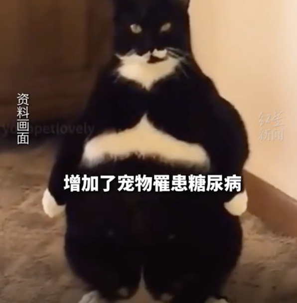 “猪咪”减肥药来了 6周减重近10%