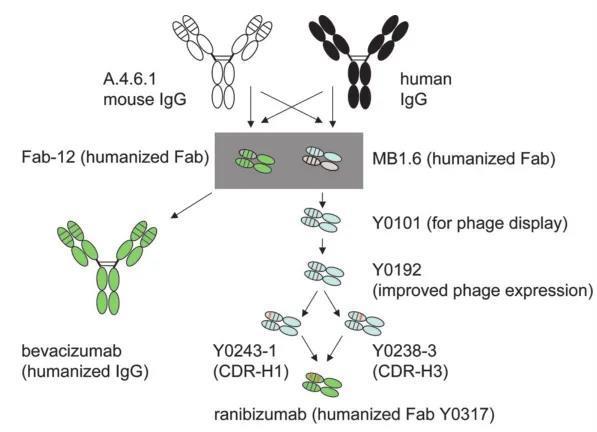贝伐珠单抗和雷珠单抗的构建步骤