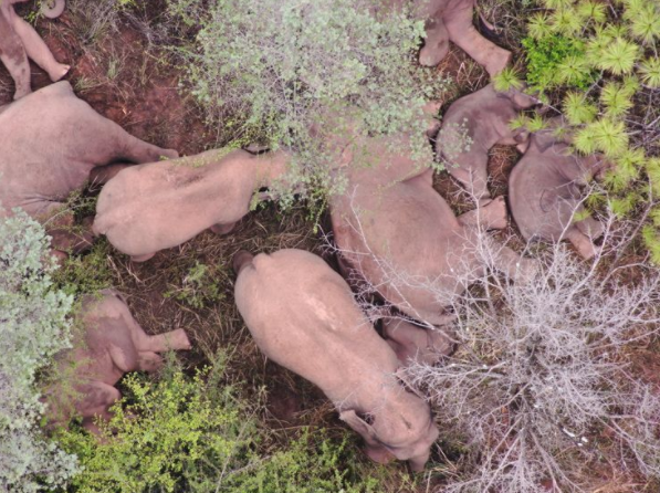 象群持续在玉溪易门县活动