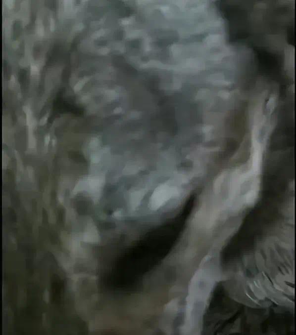 惊喜！网友在街头认出走失的狗 重逢画面令人感动