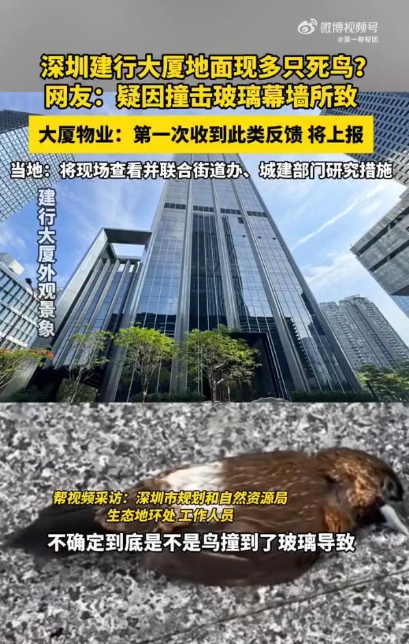 物业回应大厦地面现多只死鸟