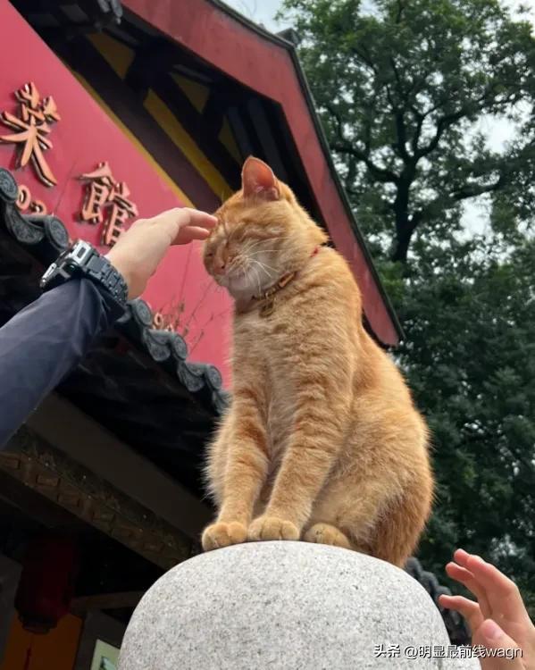 发现了鸡鸣寺的顶流“善喜” 被众多游客围住拍照、抚摸