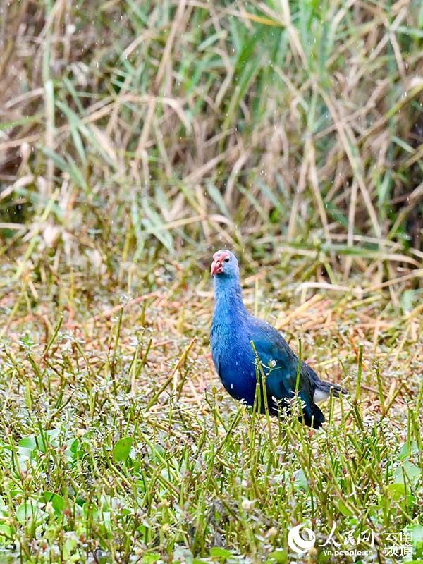 “最美水鸟”紫水鸡罕见成群现身昆明滇池流域