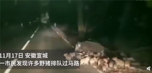 安徽多地野猪泛滥 猪仔排队过马路 网友直呼开眼：专家重申禁食野生动物