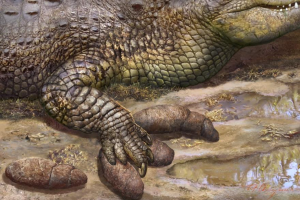 科学家发现3300万年前粪便上的鳄鱼足印
