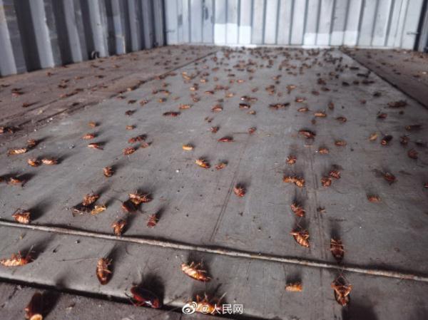 厦门海关空箱中截获2000只活蟑螂 是多种传染病的重要病媒生物