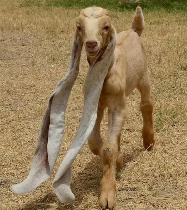小山羊长出48厘米长耳朵 为保证其正常生活，主人为它制作口袋装耳朵