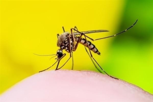 超过40℃蚊子将停止吸血活动 今年蚊子好像变少了