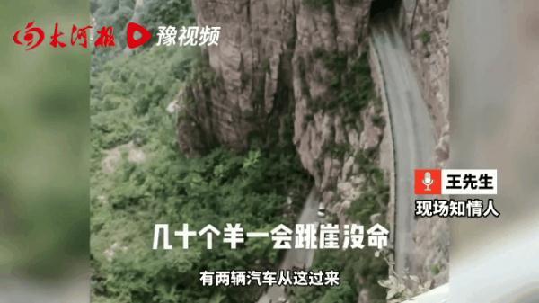 离奇!近百只山羊集体跳崖坠亡 离奇!近百只山羊集体跳崖坠亡