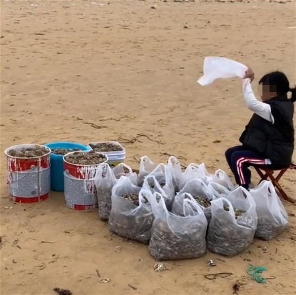 烟台海肠爆发 有人一晚捞上千斤 专家：大风吹上岸