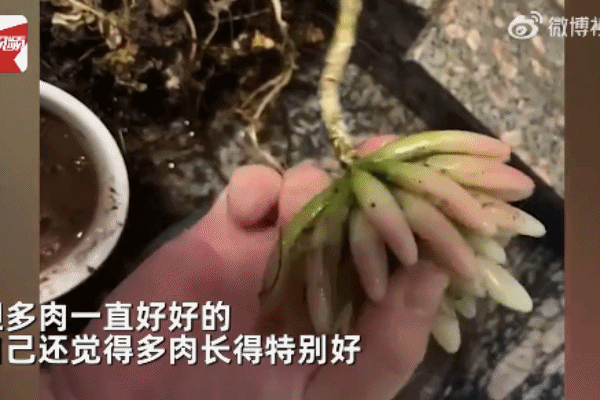 女子养了1年的多肉是塑料做的，气晕了！