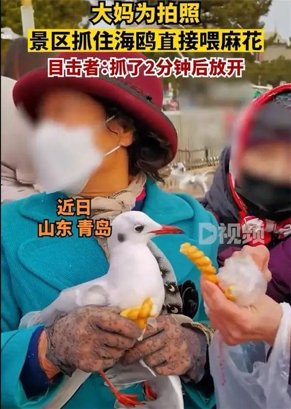 多名大妈抓海鸥轮流拍照，目击者：抓了两分钟喂麻花摆拍